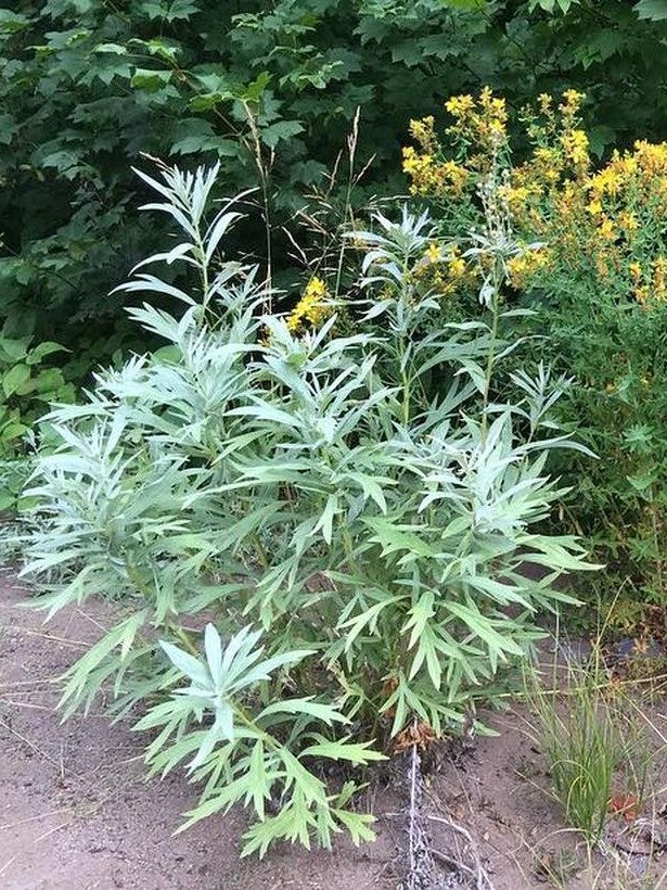Medicinal Plant Mini-Series product image (1)