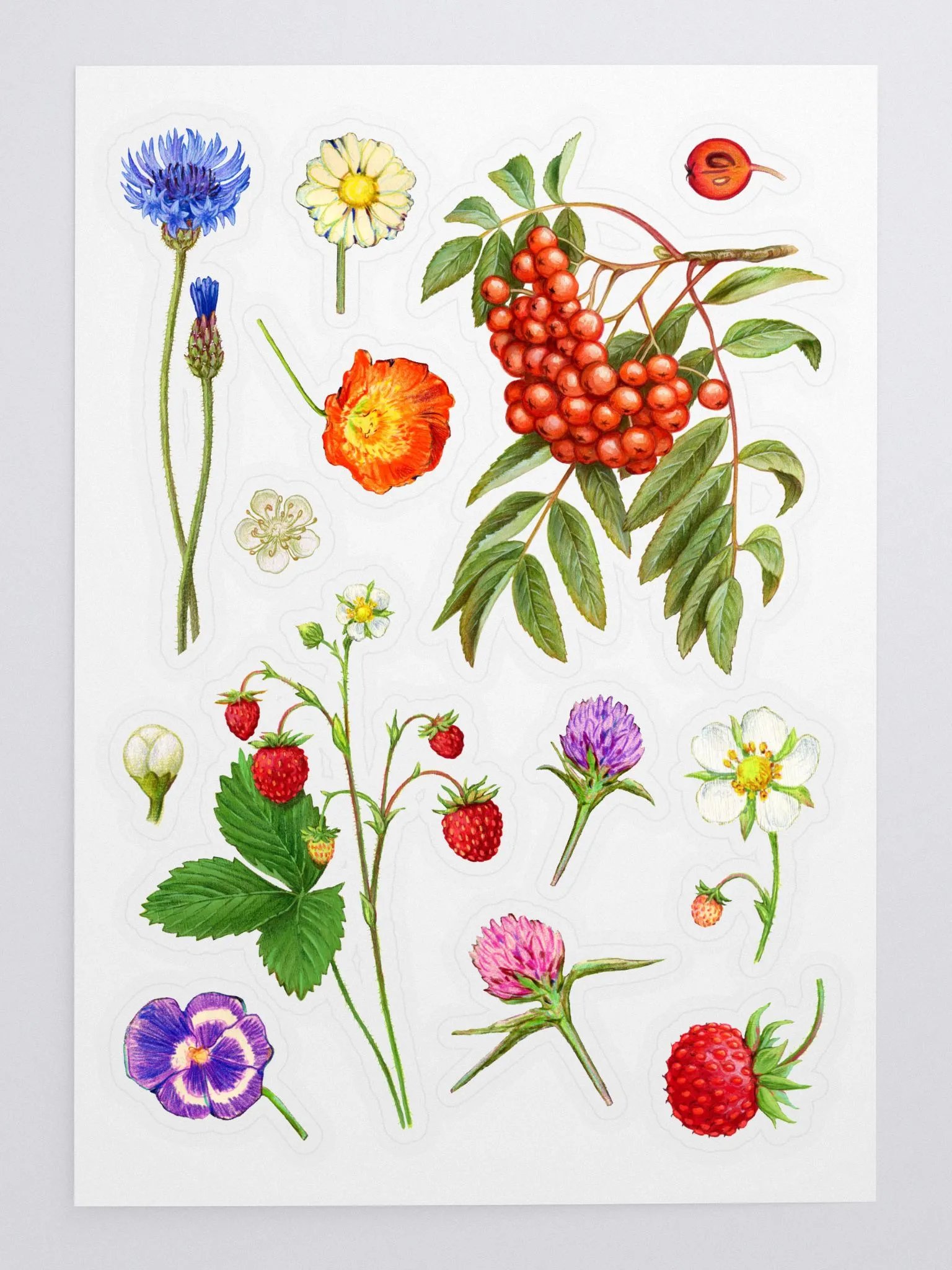 Botanical illustrations sticker sheet product image (4)