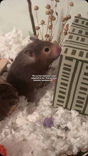 Her name is Poppy😊💕✨

Her wheel and sand bath came the next morning. Her cage has gotten a bit of a layout update. Safe to sa...