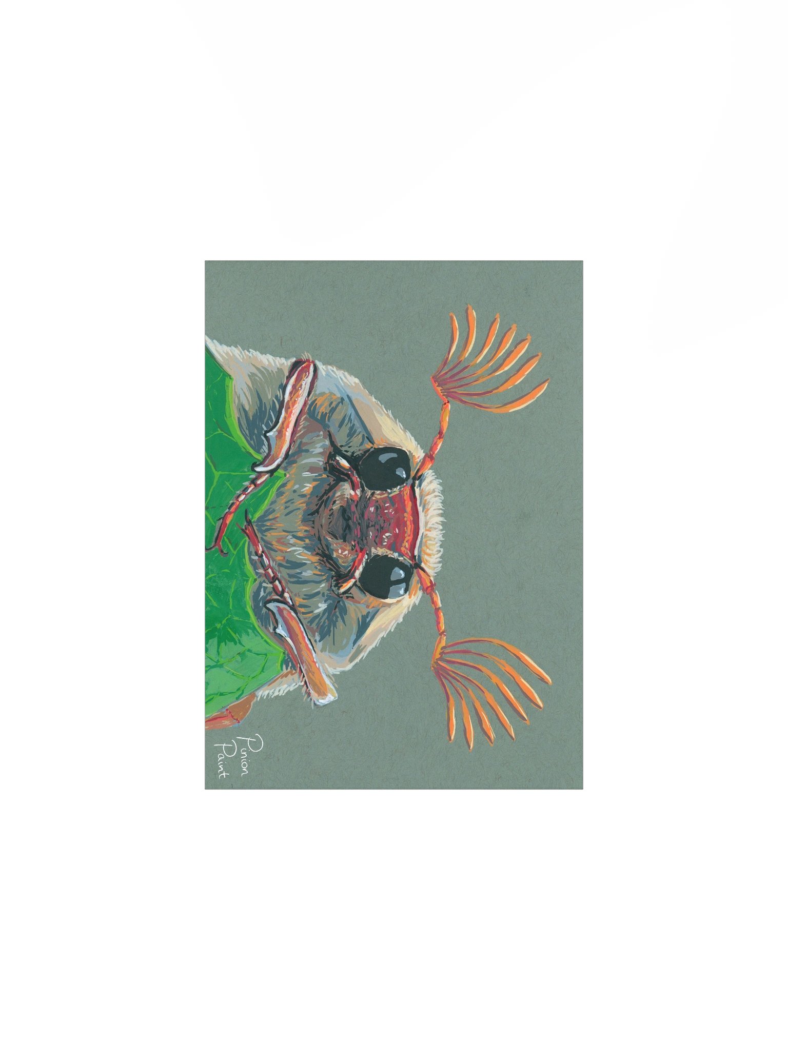 Cockchafer print product image (1)