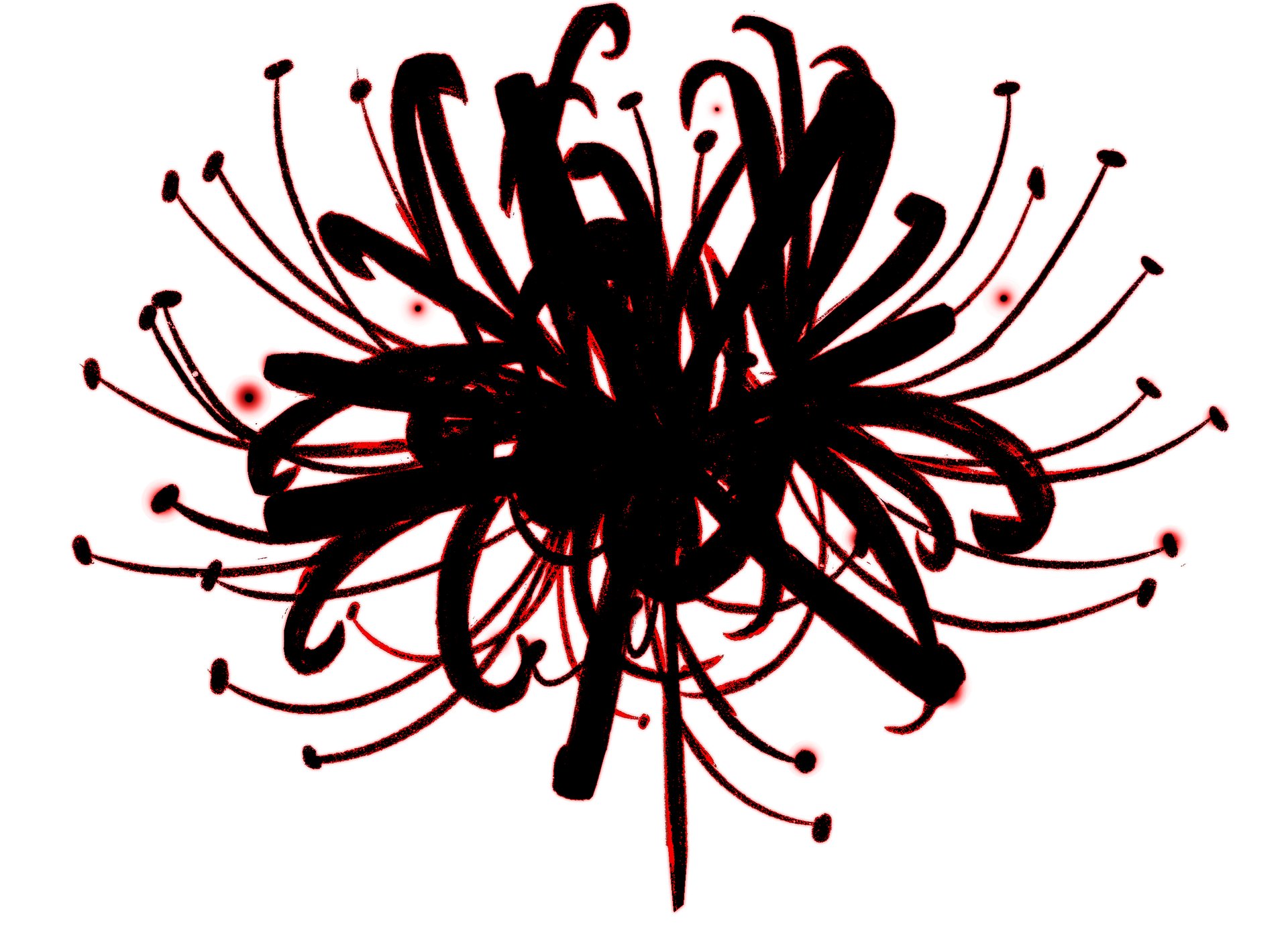 SPIDER LILY product image (4)