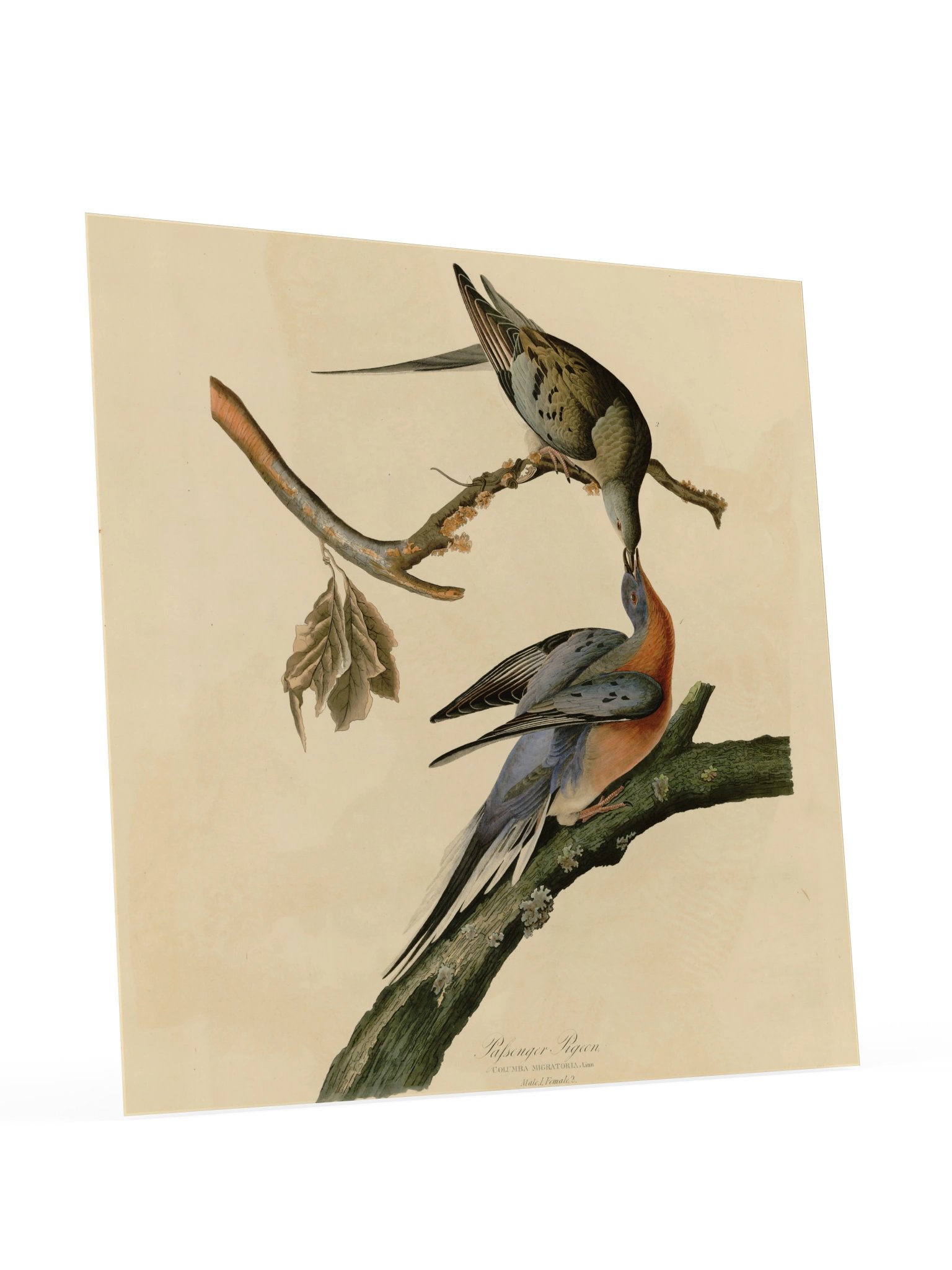 Passenger Pigeon, Plate 62 – Audubon Poster product image (4)