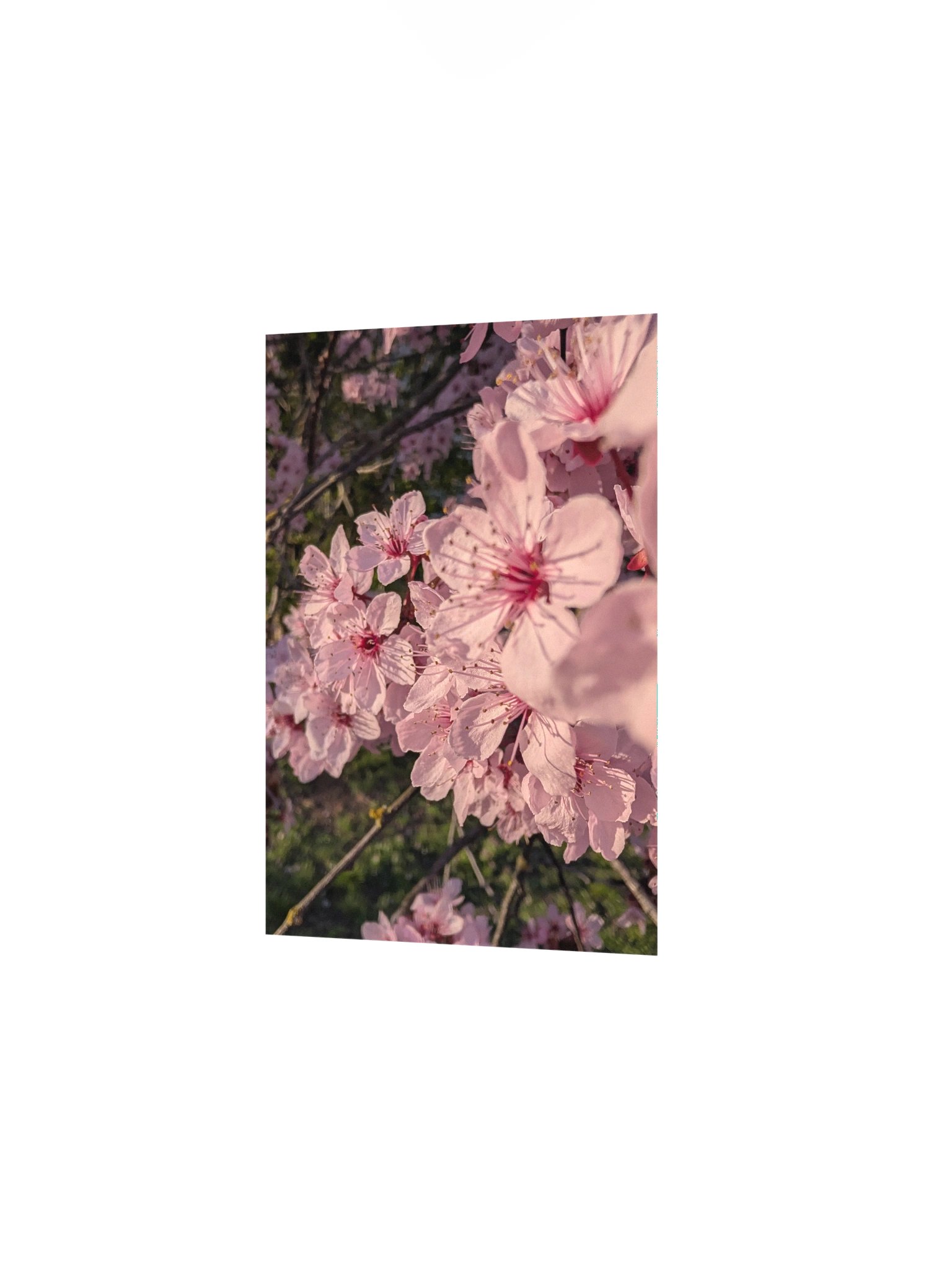 Cherry Blossoms product image (8)