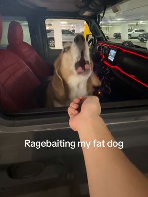 Bro getting ragebaited everywhere now 😂 #dog #funny #viral 