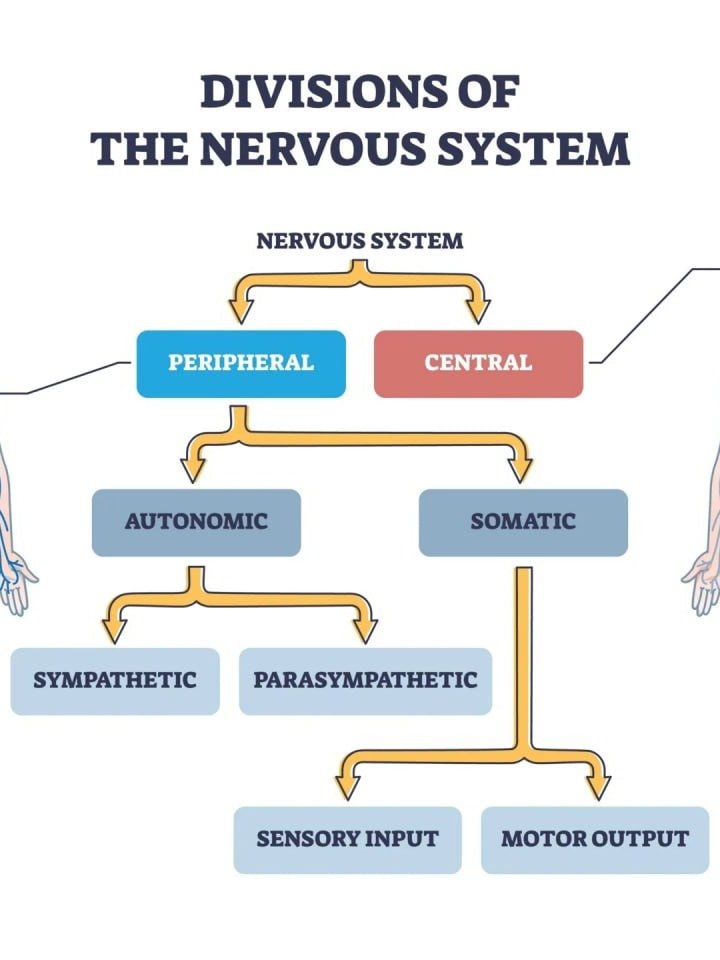 BioField CNS PDF product image (1)