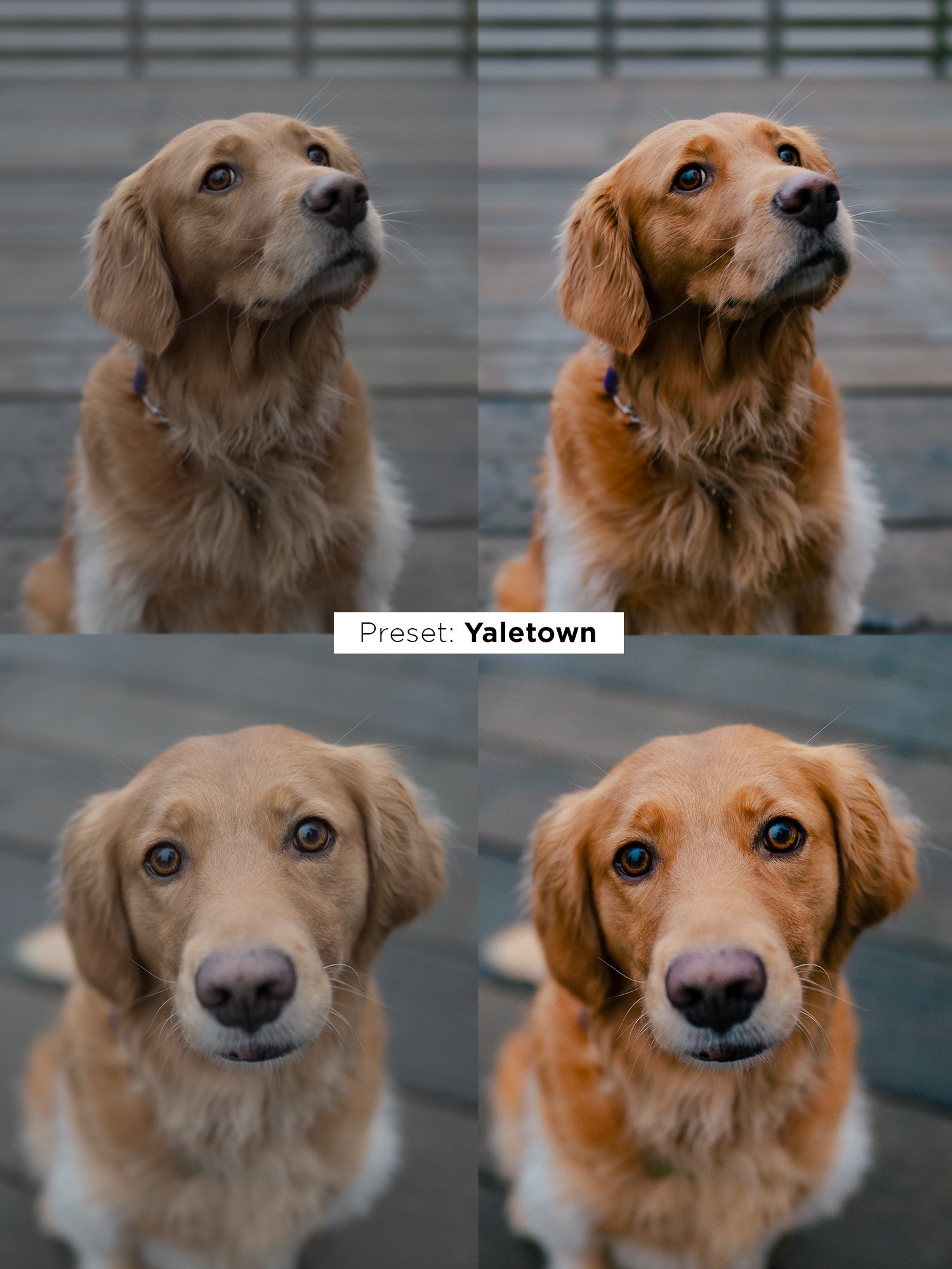 Ultimate Preset Bundle product image (4)