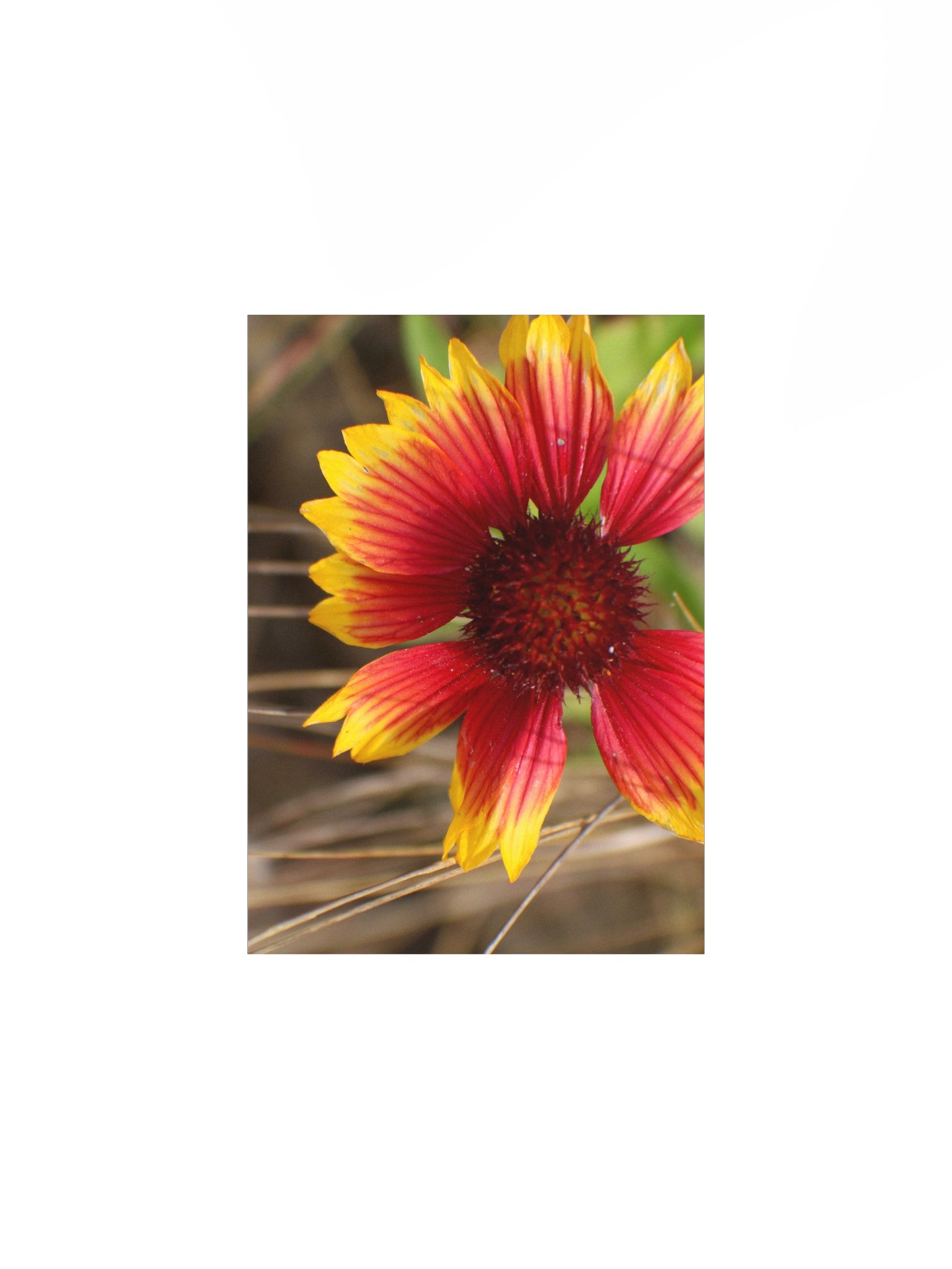 Flower in the Wind product image (6)