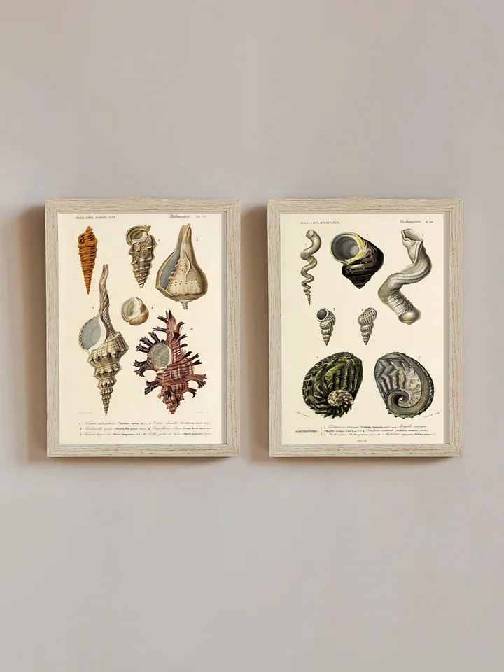 Mollusks - Shells product image (1)