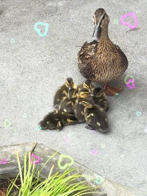 #ducks #disneyland #juniepat #ticklecrew 
