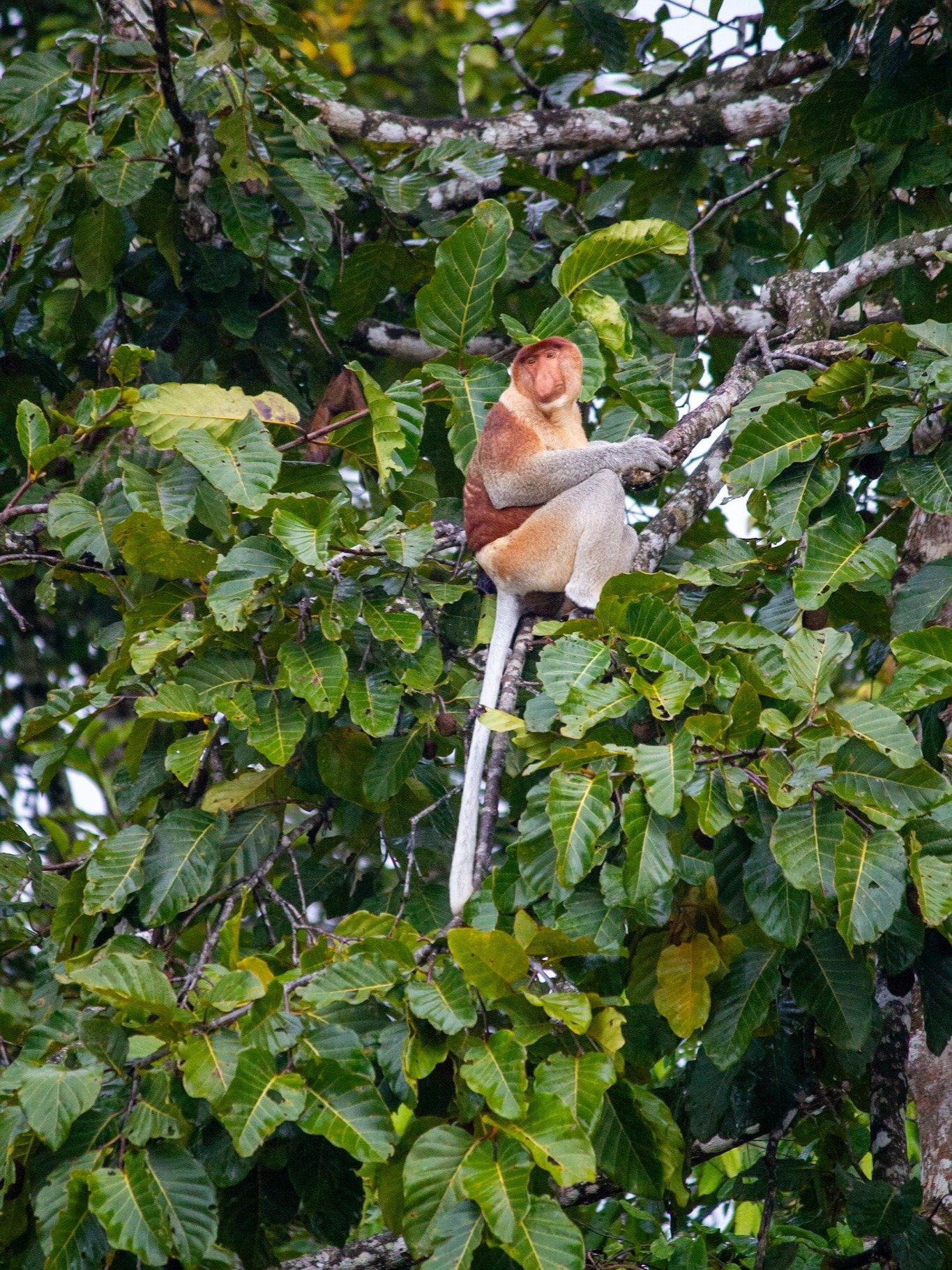 Backpacker’s Guide to Kinabatangan, Sepilok & Sandakan product image (6)