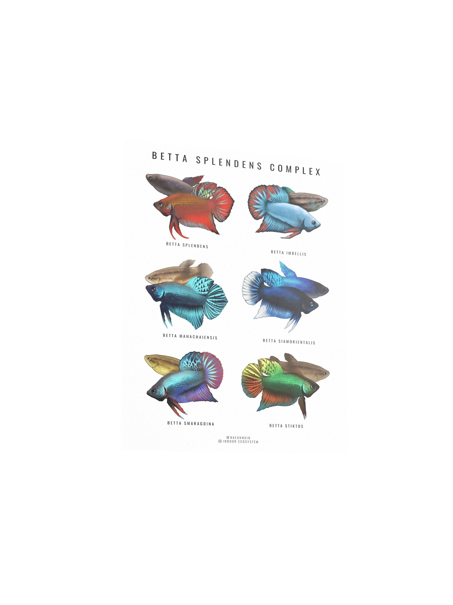 BETTA SPLENDENS COMPLEX POSTER (WHITE) product image (3)