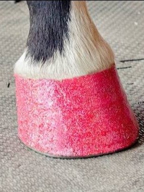 Hoof Polish (Nail Polish Safe for Animals) product image (9)