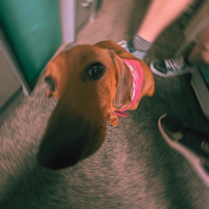 Dog Days - Digital Copy product image (1)
