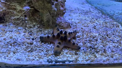 Twinkle twinkle Patrick Star lol…… a chocolate chip starfish