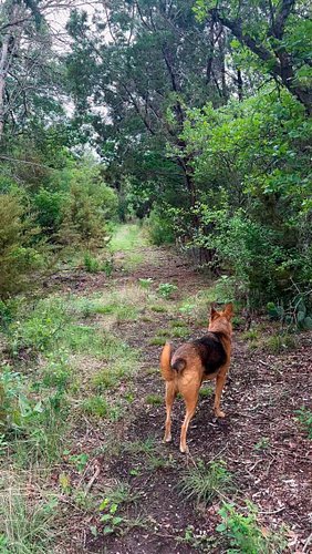 A walk in Central Texas Forest, featuring Princess Eliel. 
#touchgrass