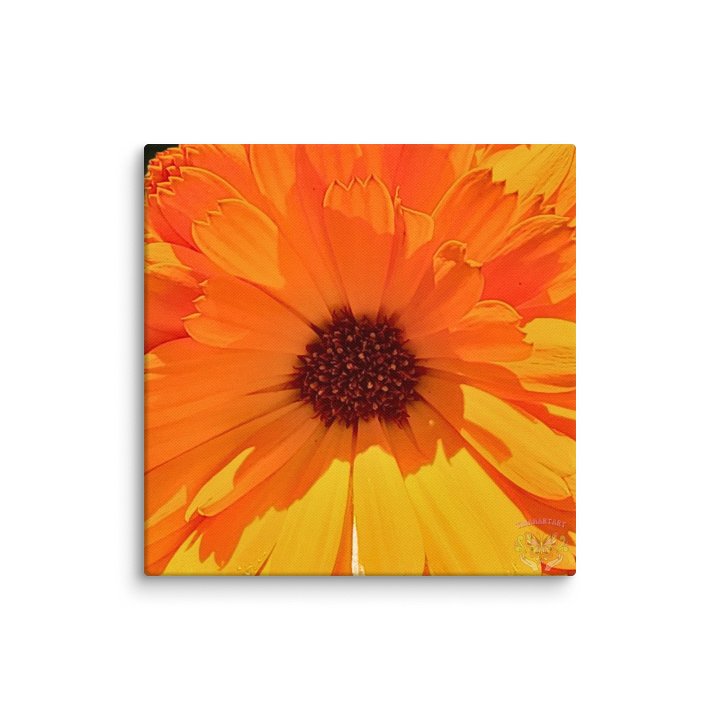 Calendula Bloom Canvas product image (7)