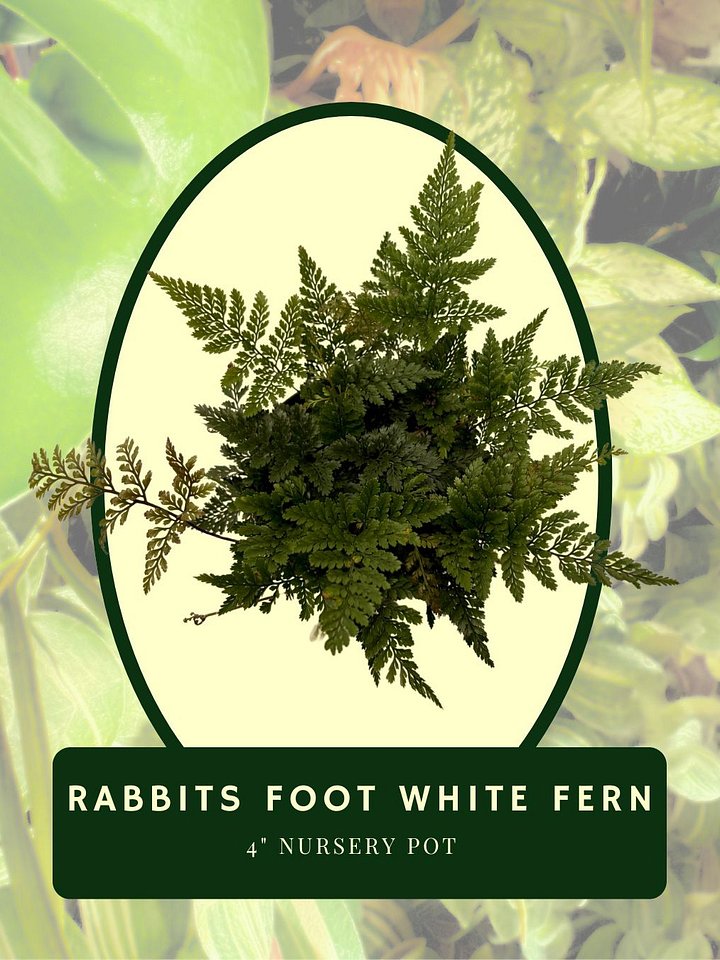 Rabbit Foot White Fern product image (2)