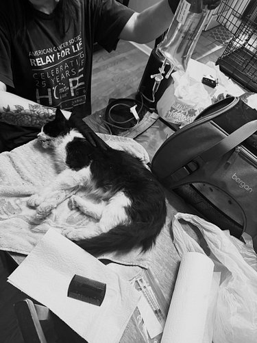 Rest In Peace to this sweet boy who was called into us this evening. He was covered in fly strike, dehydrated, panting, and h...
