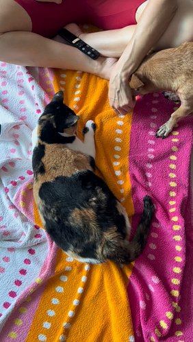 Our cheerleaders. 

#chicathedoberman #calicocat #catty #orejas