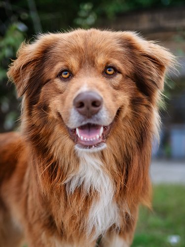 Happy Woof Wednesday from this good boy. He was hanging out at Palermo’s port with his human. Very good boy.