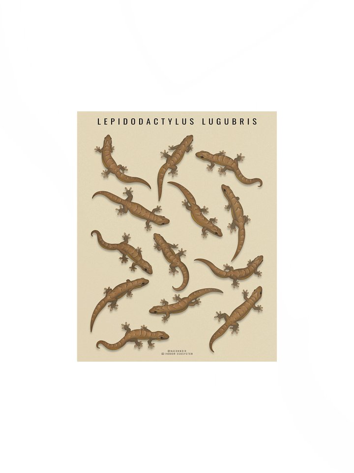 LEPIDODACTYLUS LUGUBRIS (MOURNING GECKO) POSTER (CREAM) product image (1)