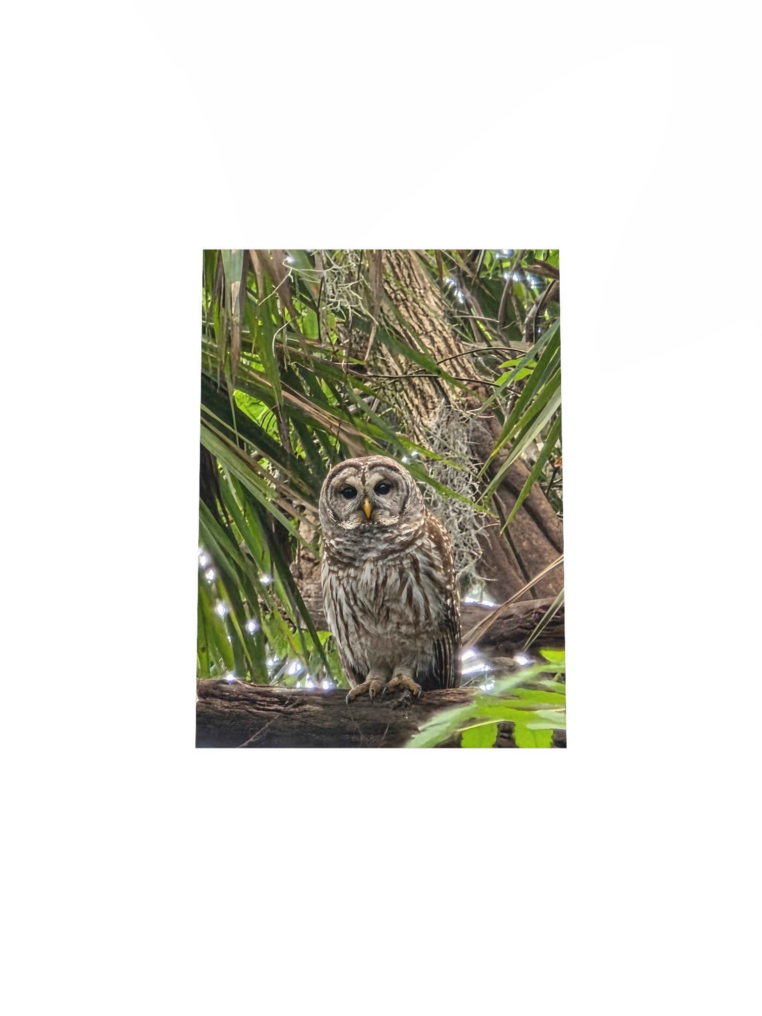 Barred Owl product image (23)
