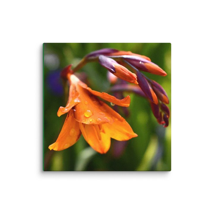 Canvas: Höstlilja Waterdrop product image (1)