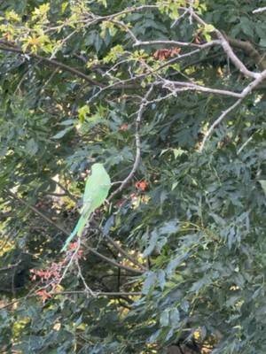 Amar dekha shundor akta bird #bird #nature #london 