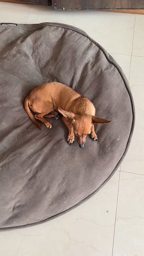 A Chihuahua and two rescue dogs wising you a good morning. 

#chicathedoberman