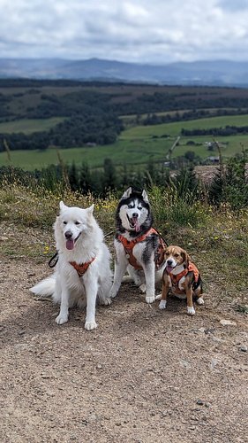 #Beagle Malina, #AlaskanShepherd Nix & #Husky Nova! ❤️🐺