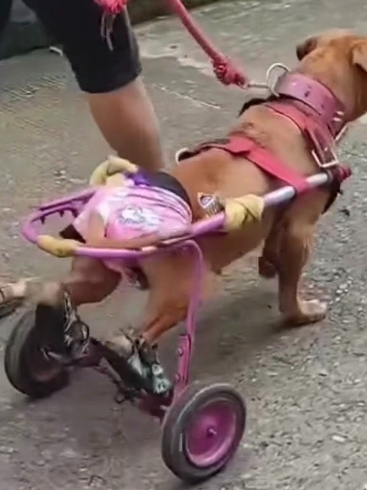 Rehab Wheelchair with Pedals for Dogs and Cats (Hind-Leg Rehabilitation) product image (4)