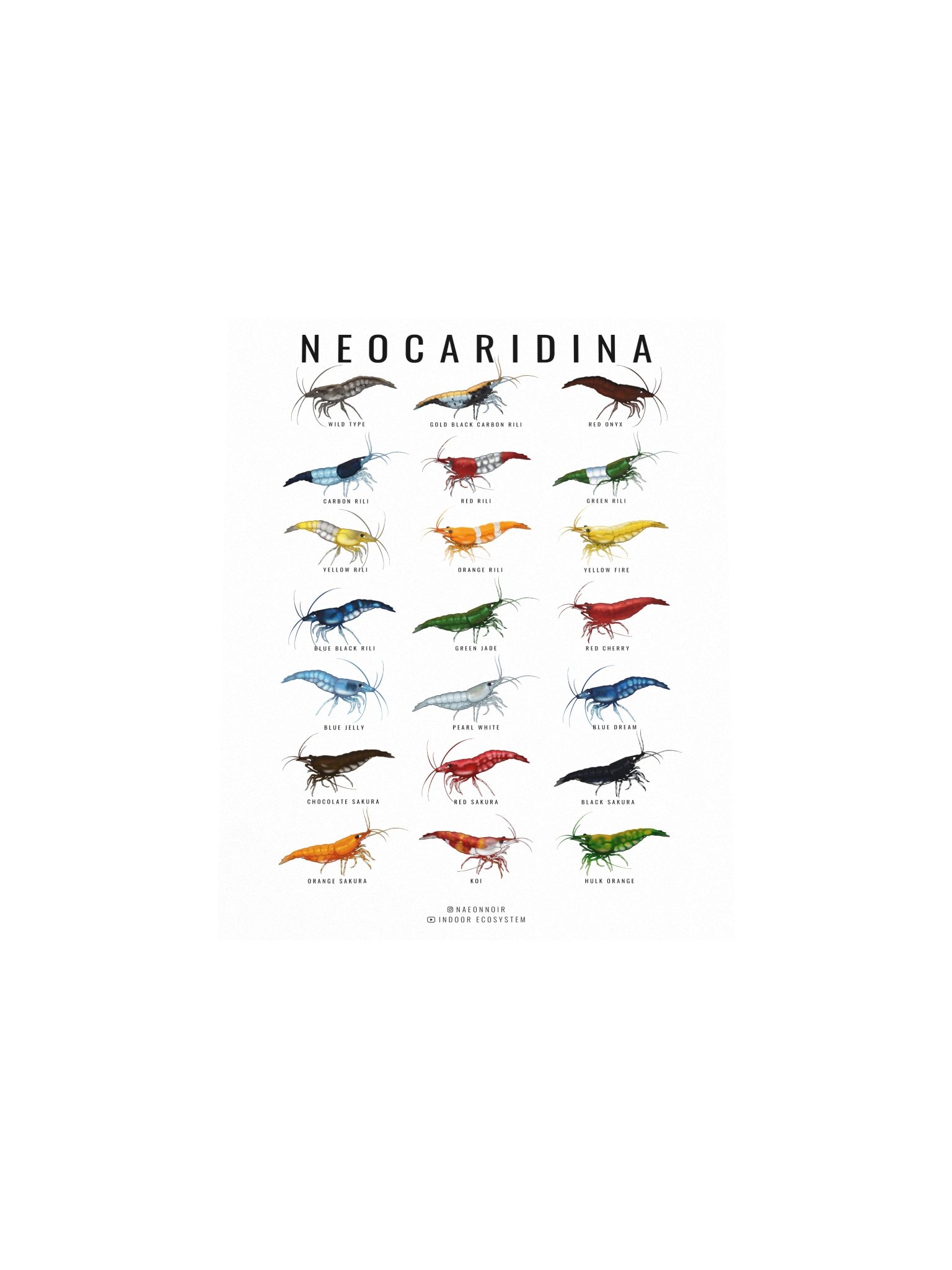 NEOCARIDINA SHRIMP POSTER (WHITE) product image (4)