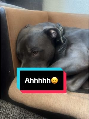 Ah i dropped it …😰 #d#dogd#doglifem#mysunshineh#havaneseh#havanesedogh#havaneseoftiktokh#havaneseloveh#havaneseofinstagramf#fypf#foryoud#dogloverl#lovedogsh#happydogハ#ハバニーズい#いぬのいる暮らし犬#犬のいる暮らしい#いぬとっくt#tiktokviralc#challengeg#goofys#sillypuppyc#crazydogw#winnings#selfplayp#playingwithmyselff#funnydogf#funnydogvideosf#funnydogsf#funnyvideof#funnyvideosd#dogl#lovedogf#fypd#dogtokd#dogloverd#dogtoktikd#dogtokerb#boyg#girli#iamsoprettym#mylifel#lifed#dogsoftiktokd#doggop#pitbullp#pitbulldogp#pitbullsoftiktokd#dogsoftiktokf#funnymomentsf#funnyyf#funnytiktokf#funnymemesf#funnydoggof#funnyanimalsd#dogmomピ#ピットブルい#いぬ