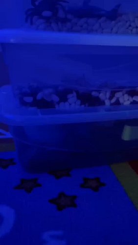 ☀️💙 Summer Sensory Bin Ideas!

Looking for fun, screen-free activities this summer? Sensory bins are a great way to encourage...