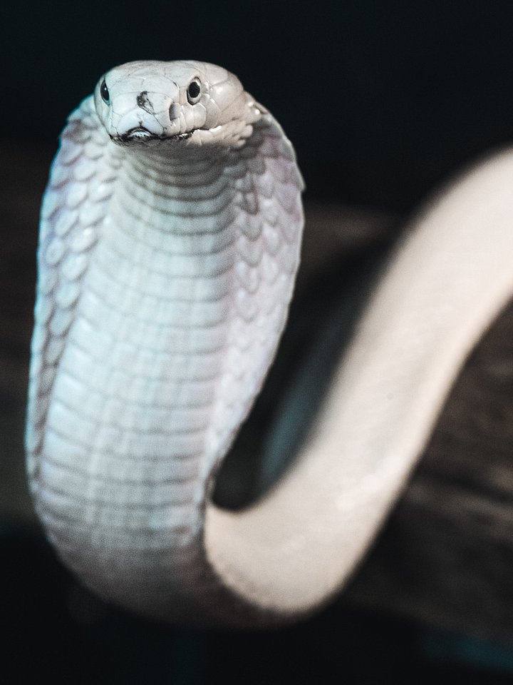 Leucistic King Cobra product image (1)