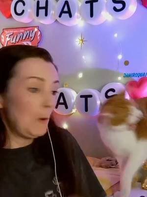 The mystery is solved... he didn't burn his paw #crafting #tiktoklive #livehighlights 