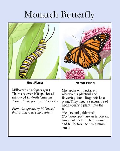 Plant as much habitat native to your region as you can - milkweed, nectar plants, and shrubs. If Monarchs arrive, leave them ...