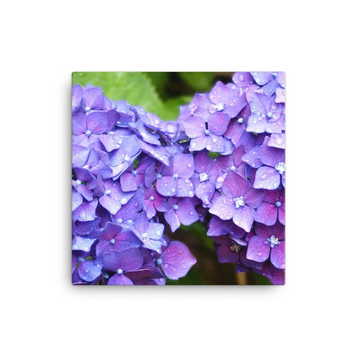 Hydrangeas product image (1)