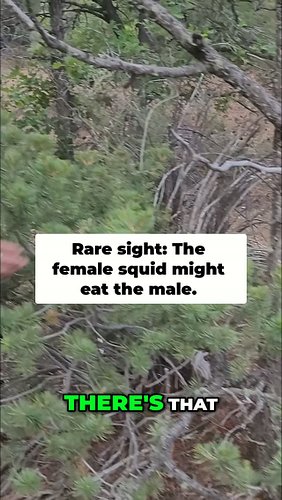 Incredible sight! Witnessing a rare male and female squid interaction. He's trying to sneak away, but she might be the one wa...