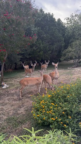 Had some new visitors this morning #deer #buck #whitetaileddeer #wildlife #texashillcountry