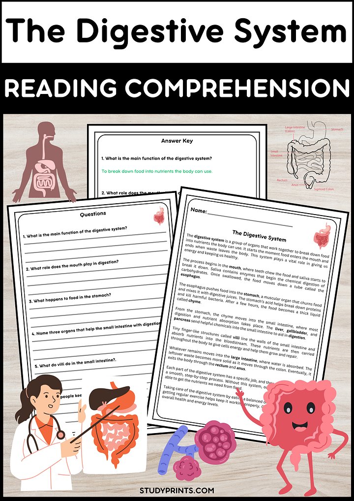 Digestive System Reading Passage with Comprehension Questions product image (1)