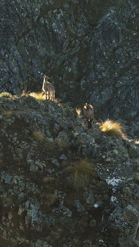 Who's been out there looking for #Tahr lately?
Footage from our last trip with @metanoiaventures