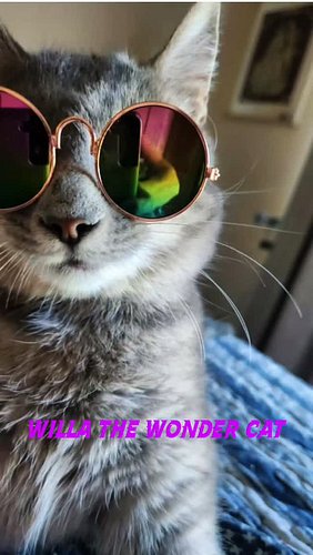 A friend of mine volunteers at Helping Hands Rescue, Inc.  She posted up a few pictures of Willow The wonder cat. This cat ha...