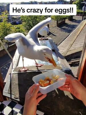 Man was absolutely ravenous today… greedy chops wanted more too! I love him ❤️ #fyp #foryou #seagull #birds #feedingsteven