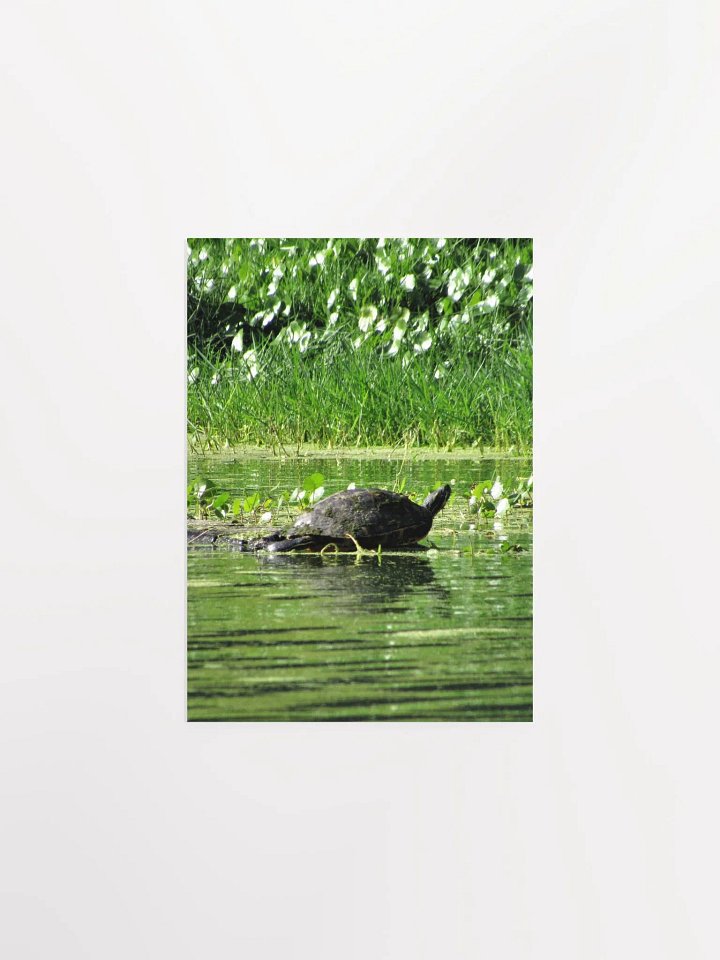 Turtle / FL product image (8)