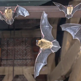 Bat In The Attic tier thumbnail