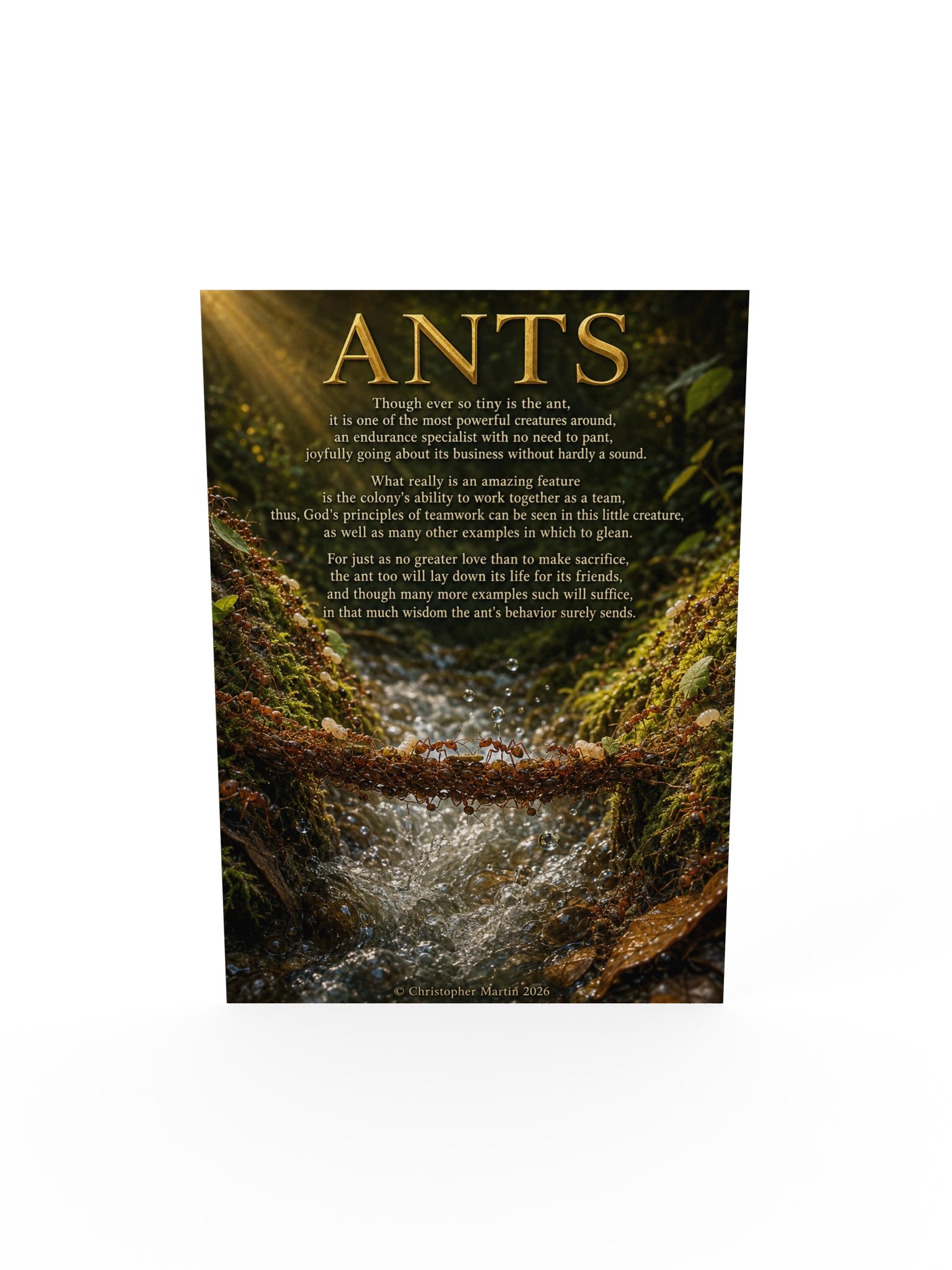 Consider the ant! product image (5)
