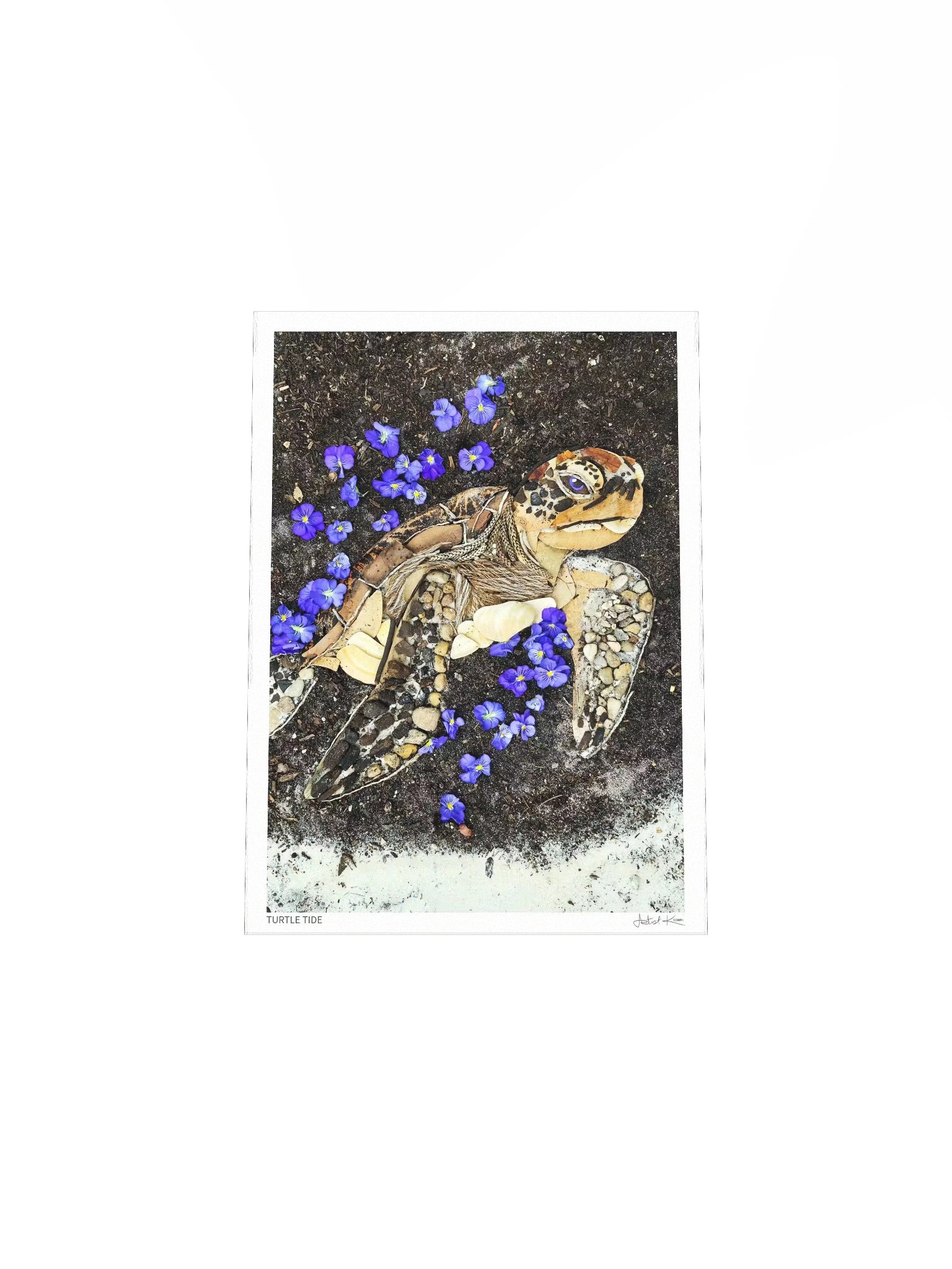 TURTLE TIDE | Fine Art Print product image (5)