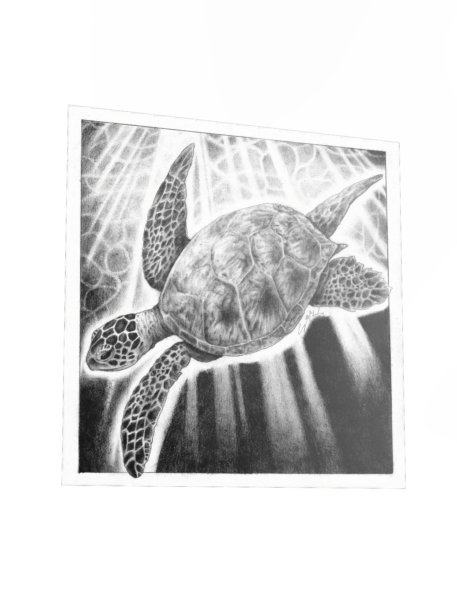 "Sea Turtle" product image (3)