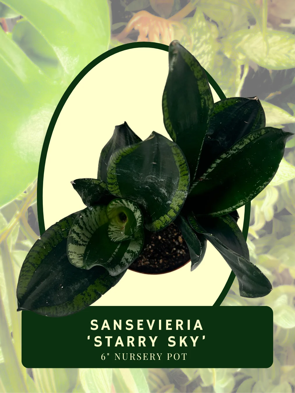 Sansevieria ‘Starry Sky’ product image (2)